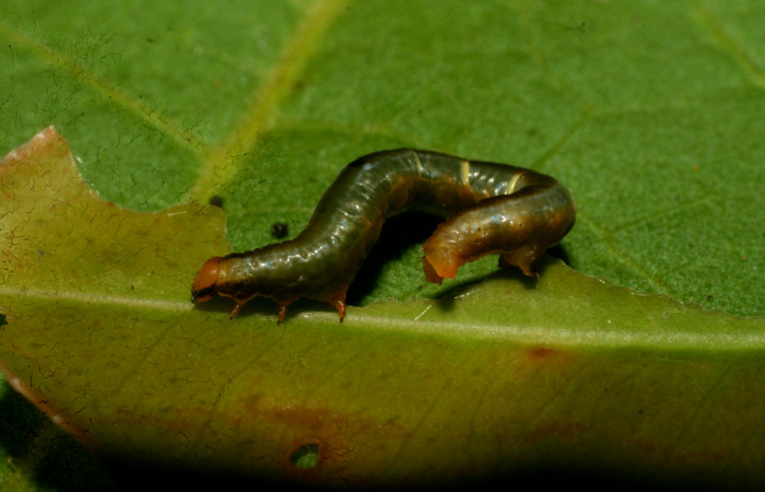 Figura 1. <i>Phrygionis privignaria</i> familia (Geometridae). En posición lateral mostrando patas falsas. Voucher 09-SRNP-33147-DHJ466240.