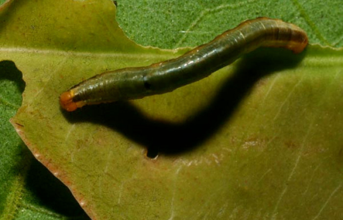 Figura 2. <i>Phrygionis privignaria</i> familia (Geometridae). En posición dorsal. Voucher, 09-SRNP-33147-DHJ466241.
