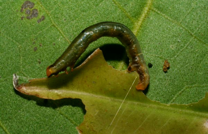 Figura 3. <i>Phrygionis privignaria</i> familia (Geometridae). En posición dorsal. Voucher, 09-SRNP-33147-DHJ466242.
