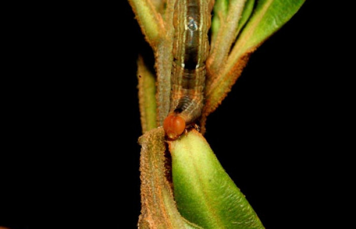 Figura 4. <i>Phrygionis privignaria</i> familia (Geometridae). En posición dorsal mostrando la cabeza. Voucher, 10-SRNP-3769-DHJ470986.