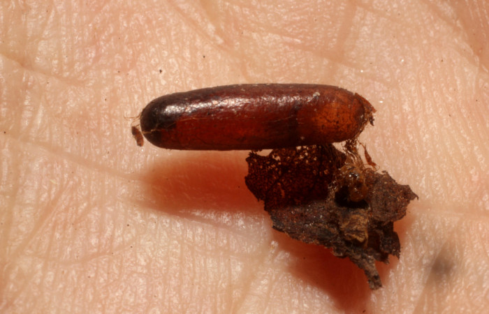 Figura 12. Restos de capullo junto a la pupa de larva <i>Phrygionis privignaria</i> (Geometridae), que fue parasitada por <i>Diradops vilmae</i> familia (Banchinae). Voucher 11-SRNP-33254-DHJ803981.