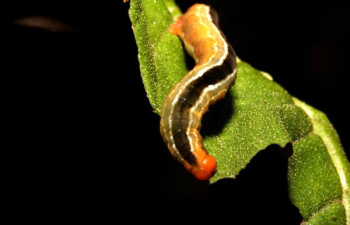 Figura 6. <i>Phrygionis privignaria</i> familia (Geometridae). En posición dorsal, en PU estadio.  Voucher, 11-SRNP-43823-DHJ497242.