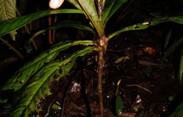Fig.17. Planta hospedera de larva <i>Phrygionis privignaria</i> (Geometridae), <i>Ardisia auriculata</i>, de la familia Primulaceae. Foto, Pablo Umaña. Agosto2022.
