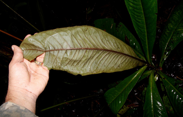 Fig.18. Planta hospedera de larva <i>Phrygionis privignaria</i> (Geometridae), envés de <i>Ardisia auriculata</i>, de la familia Primulaceae. Foto, Pablo Umaña. Agosto2022.