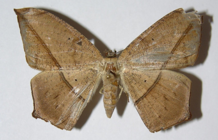 Figura 3. Adulto de <i>Prochoerodes tetragonata</i>
 (hembra), vista dorsal. (01-SRNP-11905-DHJ324762).