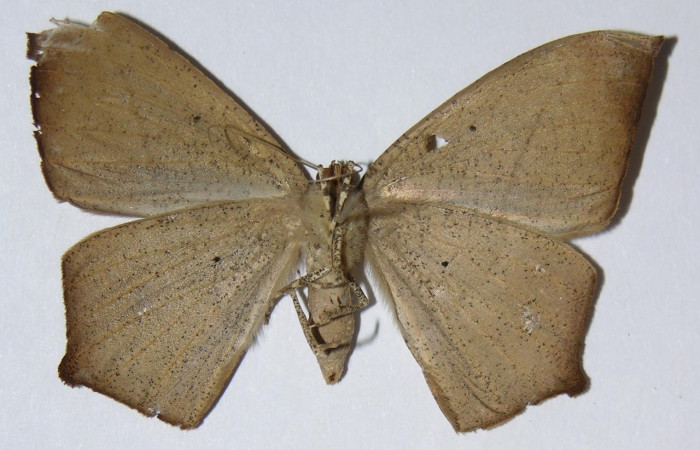 Figura 4. Adulto de <i>Prochoerodes tetragonata</i>
 (hembra), vista ventral. (01-SRNP-11905-DHJ324763).