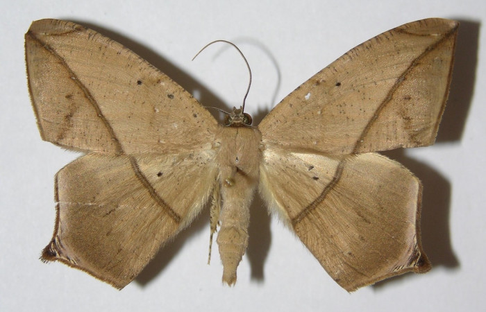 Figura 1. Adulto de <i>Prochoerodes tetragonata</i>
 (macho), vista dorsal. (01-SRNP-4395-DHJ324750).