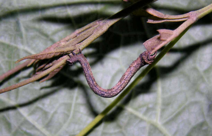 Figura 13. Larva de <i>Prochoerodes striata</i>, Geometridae, parasitada por la familia de Braconidae, <i>Meteorus</i> Zitani01DHJ05, vista lateral,  (05-SRNP-33951-DHJ424177)