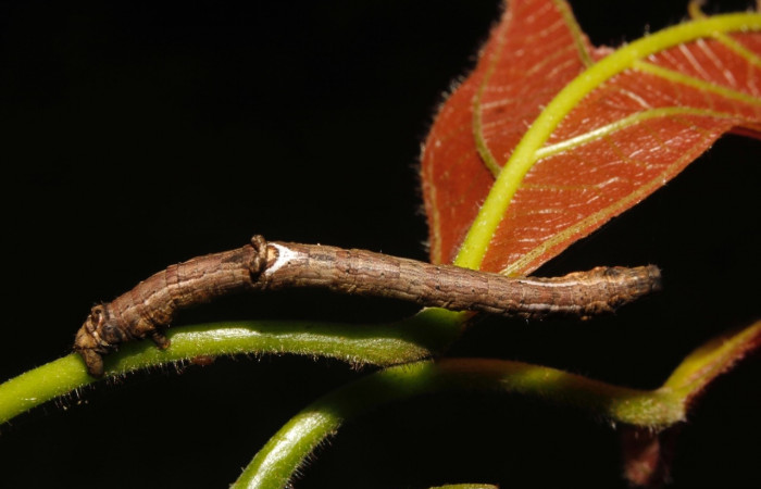 Fig, 15 Larva <i>Prochoerodes striata</i>, (Geometridae), vista dorsal. Voucher
15-SRNP-26511-DHJ730248.jpg
