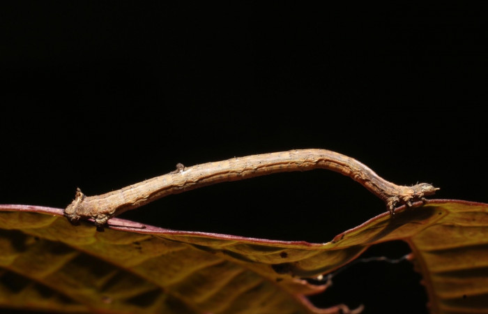 Figura 9. Larva <i>Prochoerodes tetragonata</i>
, Geometridae, vista lateral. (18-SRNP-3169-DHJ758246).