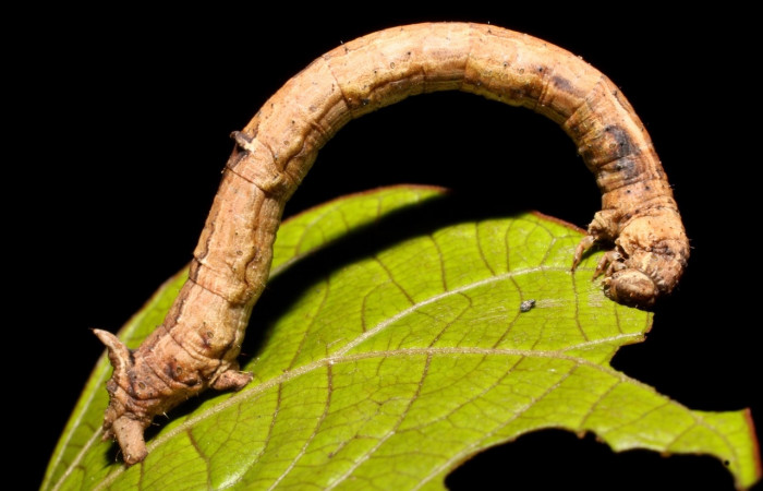 Figura 10. Larva <i>Prochoerodes tetragonata</i>
, Geometridae, vista lateral. (18-SRNP-3169-DHJ758256).