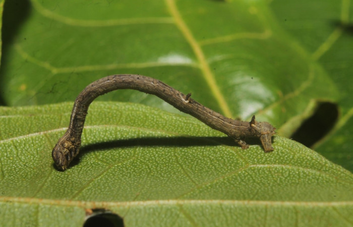 Figura 7. Larva <i>Prochoerodes tetragonata</i>
, Geometridae, vista lateral. (18-SRNP-46077-DHJ719146).