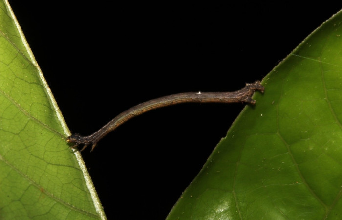 Figura 6. Larva <i>Prochoerodes tetragonata</i>
, Geometridae, vista lateral. (19-SRNP-26202-DHJ761100).