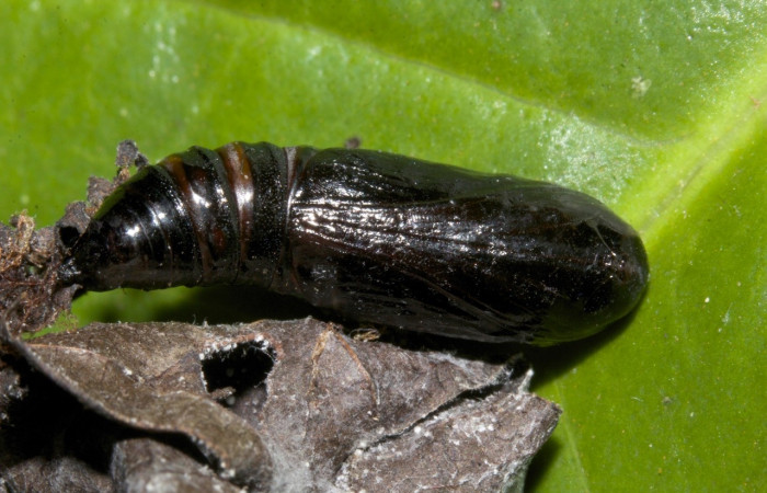 Figura 11. Pupa de <i>Prochoerodes tetragonata</i>
, Geometridae, vista dorsal,  (19-SRNP-30414-DHJ749895).