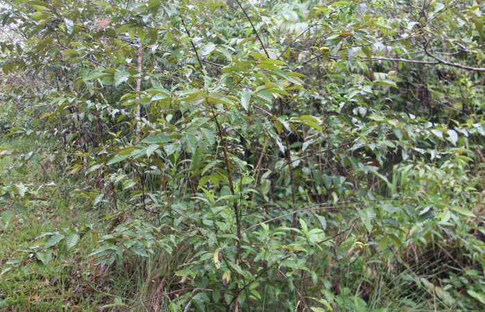 Figura 5. Planta hospedera <i>Vismia baccifera</i>, una de las muchas especies de que se alimenta  <i>Prochoerodes tetragonata</i> de la familia, Geometridae. Foto Keiner Aragon Calero,12/08/2022.