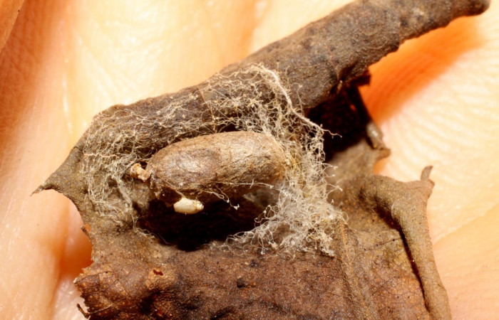 Fig.12 Observamos capullo de <i>Microcharops</i> Janzen33 (Ichneumonidae), de larva <i>Eulepidotis caeruleilinea</i>, (Erebidae). (08-SRNP-20735-DHJ469418.jpg)