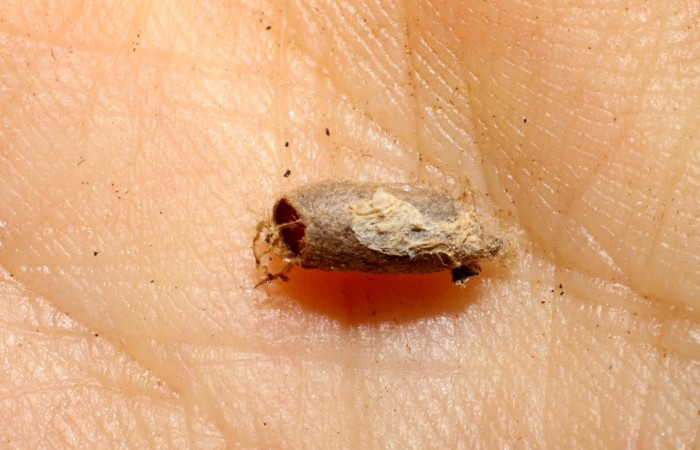 Fig.13 Observamos capullo vacío de <i>Microcharops</i> Janzen33, (Ichneumonidae), rarasito en larva <i>Eulepidotis caeruleilinea</i>, (Erebidae). (08-SRNP-20710-DHJ469416.jpg).