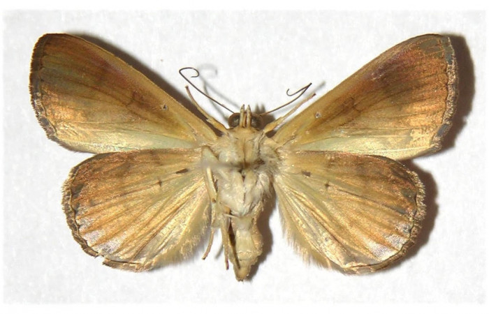 Fig.4 Vista ventral macho <i>Eulepidotis caeruleilinea</i> (Erebidae), eclosionó 21 junio 1996, Sector Santa Rosa, Cafetal 280 mts.(96-SRNP-4484-DHJ315673)