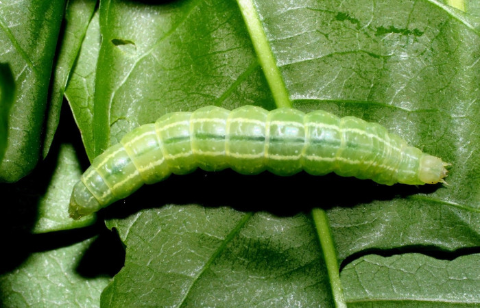 Fig.5 Vista dorsal, <i>Eulepidotis</i> Poole03 (Erebidae), se colectó 19 abril 2008, Sector Mundo Nuevo, Mamones, 365mts. (08-SRNP-55852-DHJ442641.jpg).