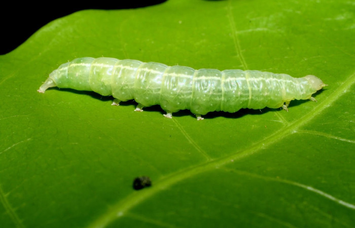 Fig.6 Vista lateral, <i>Eulepidotis</i> Poole03(Erebidae), se colectó 19 abril 2008, Sector Mundo Nuevo, Mamones, 365mts. (08-SRNP-55852-DHJ442646.jpg).