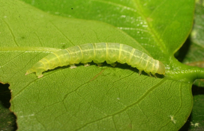 Fig.9 Vista lateral, <i>Eulepidotis caeruleilinea</i> (Erebidae), se colectó 03 noviembre 2008, Sector Del Oro, Quebrada Trigal, 290mts. (08-SRNP-20733-DHJ435688.jpg)