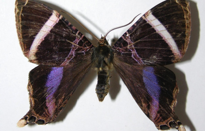 Fig. 3 Posición dorsal de la hembra <i>Coronidia orithea</i> (Sematuridae), (05-SRNP-19274-DHJ331776).