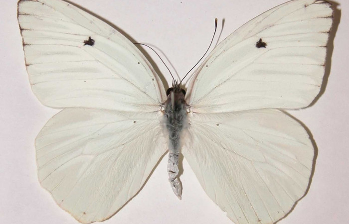 Figura 8. Adulto de <i>Ganyra josepha</i> (Pieridae). Pocisión dorsal. Área de Conservación Guanacaste, Sector Santa Rosa. 00-SRNP-3203-DHJ34588.