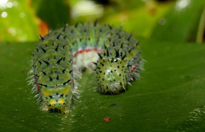 Figura 3. Larva <i>Ganyra limona</i> (Pieridae). Posición entero en la hoja de la planta Forchhammeria trifoliata (Stixaceae). 11-SRNP-36215-DHJ489909.jpg.
