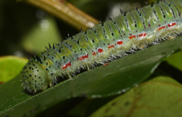 Figura 4. Larva <i>Ganyra limona</i> (Pieridae). Posición cabeza lateral en la hoja de la planta <i>Forchhammeria trifoliata</i> (Stixaceae). 11-SRNP-36215-DHJ489910.jpg.