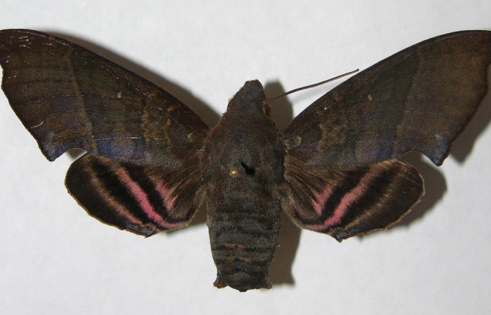 Fig. 01. Adulto <i>Pachygonidia hopfferi</i> (Sphingidae)  ,hembra en vista dorsal, 75mm longitud. Voucher: 06-SRNP-3865-DHJ347524.jpg.