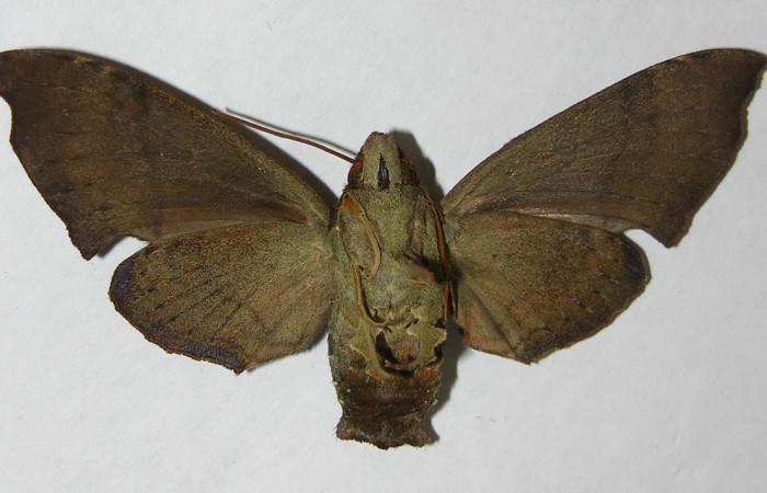 Fig. 02. Adulto <i>Pachygonidia hopfferi</i> (Sphingidae)  ,hembra en vista ventral, 75mm longitud. Voucher: 06-SRNP-3865-DHJ347525.jpg