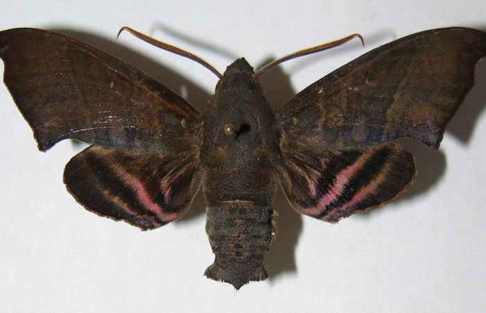 Fig. 03. Adulto <i>Pachygonidia hopfferi</i> (Sphingidae)  ,macho en vista dorsal, 67mm longitud. Voucher: 06-SRNP-3866-DHJ347526.jpg