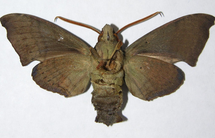 Fig. 04. Adulto <i>Pachygonidia hopfferi</i> (Sphingidae)  ,macho en vista ventral, 67mm longitud. Voucher: 06-SRNP-3866-DHJ347527.jpg.