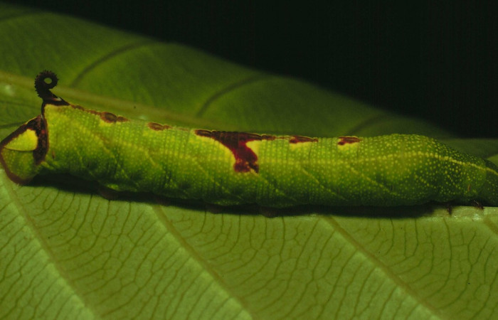 Fig. 06. Larva de <i>Pachygonidia drucei</i> en penúltimo estadío, vista lateral, 50mm longitud Voucher: 91-SRNP-2427-DHJ14501.jpg