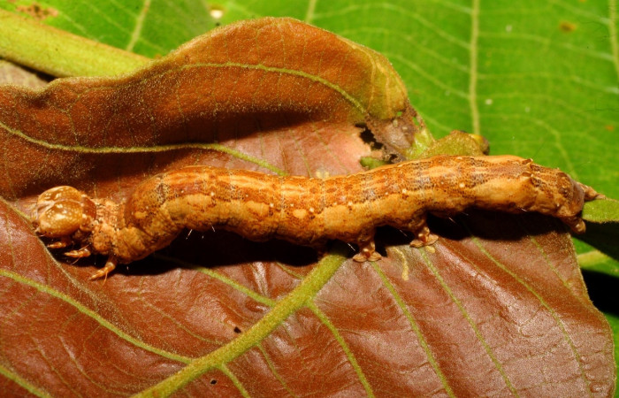Fig. 10 Larva <i>Feigeria herilia</i> (Erebidae), vista dorsal mide 65mm. Sendero Puertas, Sector Del Oro, 400m. 08-SRNP-21362-DHJ438233.jpg