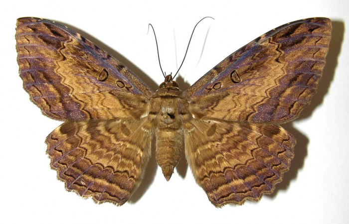 Fig. 12 Adulto <i>Feigeria</i> buteoDHJ02 (Erebidae), vista dorsal mide 95mm. Sendero Huerta, Sector San Cristobal, 527m. 01-SRNP-2067-DHJ328816.