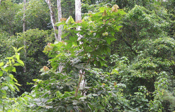 Fig. 15 Planta <i>Inga oerstediana</i> hospedera de larva <i>Feigeria herilia</i> (Erebidae), Rio Chon, Sector Del Oro, Foto:Roster Moraga.