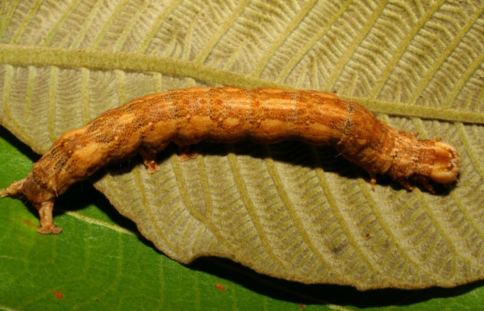 Fig. 5 Larva <i>Feigeria herilia</i> (Erebidae), vista dorsal mide 40mm. Quebrada Lajosa, Sector deel 55, 400m. 08-SRNP-20304-DHJ435530.jpg
