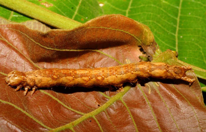Fig. 6 Larva <i>Feigeria herilia</i> (Erebidae), vista dorsal mide 40mm. Quebrada Lajosa, Sector Del Oro, 400m. 08-SRNP-20305-DHJ435537.