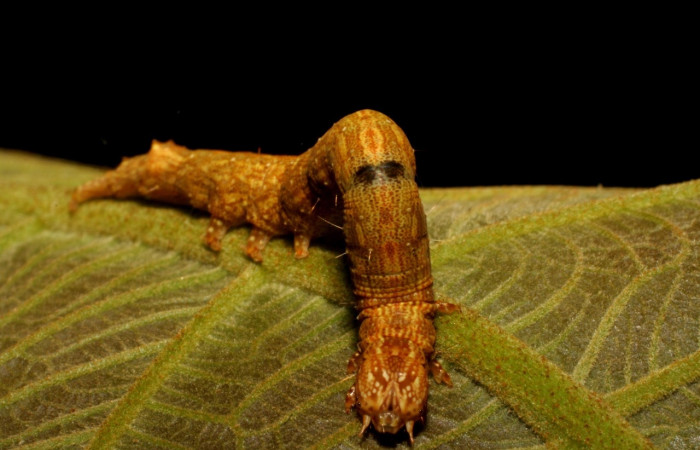 Fig. 7 Larva <i>Feigeria herilia</i> (Erebidae), vista dorsal mide 43mm. Quebrada Lajosa, Sector Rincon Rain Forest, 460m. 08-SRNP-40224-DHJ435906.jpg
