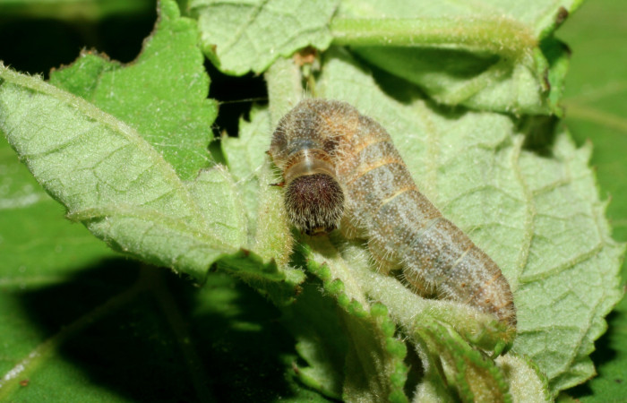 Fig 3 . Larva. <i>Heliopetes arsalte</i> vista frontal
Voucher 05-SRNP-34906-DHJ420556.jpg