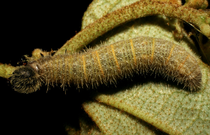Fig 13. Larva <i>Heliopetes alana</i> último estadío  Sector Pitilla Voucher 07-SRNP-30583-DHJ418683.jpg