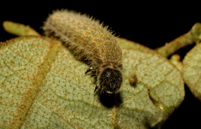 Fig 11. Larva <i>Heliopetes alana</i> último estadío Sector Pitilla. Voucher 07-SRNP-30583-DHJ418687.jpg