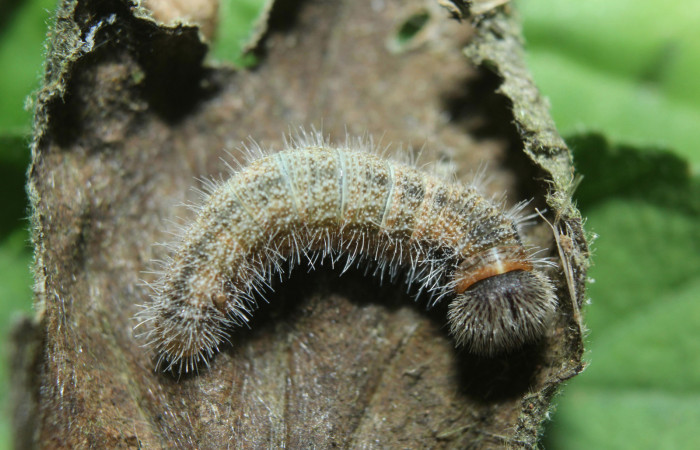 Fig 1. Larva  <i>Heliopetes arsalte</i> dorsal entero, penúltimo estadío Voucher 15-SRNP-70623-DHJ727206.jpg