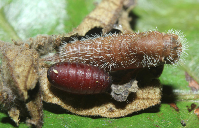 Fig 8 . Cadáver de pupa,<i>Heliopetes arsalte</i>
 y pupario Tachinidae Voucher 16-SRNP-70326-DHJ732739.jpg