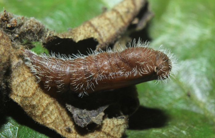 Fig 9 . Cadáver de <i>Heliopetes arsalte</i> pupa mide 15 mm 
Voucher 16-SRNP-70326-DHJ732742.jpg