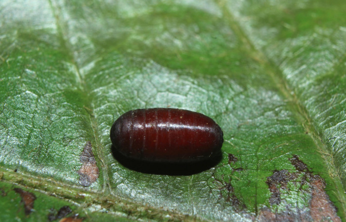 Fig 10. Pupario de familia Tachinidae parásito de la larva <i>Heliopetes arsalte</i>
Voucher 16-SRNP-70326-DHJ732745.jpg