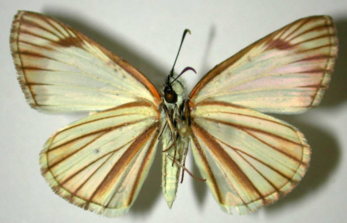 Fig 4 . Adulto <i>Heliopetes arsalte</i> vista ventral (hembra).
Voucher 87-SRNP-810-DHJ31773. 