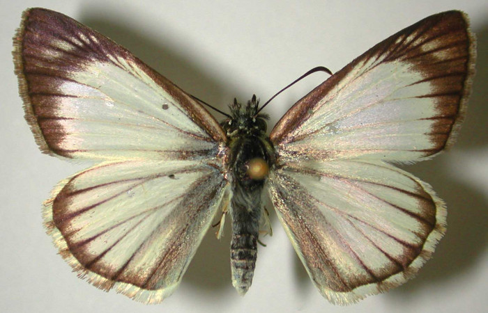 Fig 7. Adulto <i>Heliopetes arsalte</i> vista dorsal, (hembra).   
Voucher 93-SRNP-5921-DHJ31775