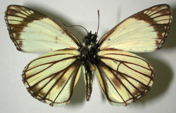 Fig 14. Adulto <i>Heliopetes alana</i> vista Ventral. (Voucher 96-SRNP-10554-DHJ31777)